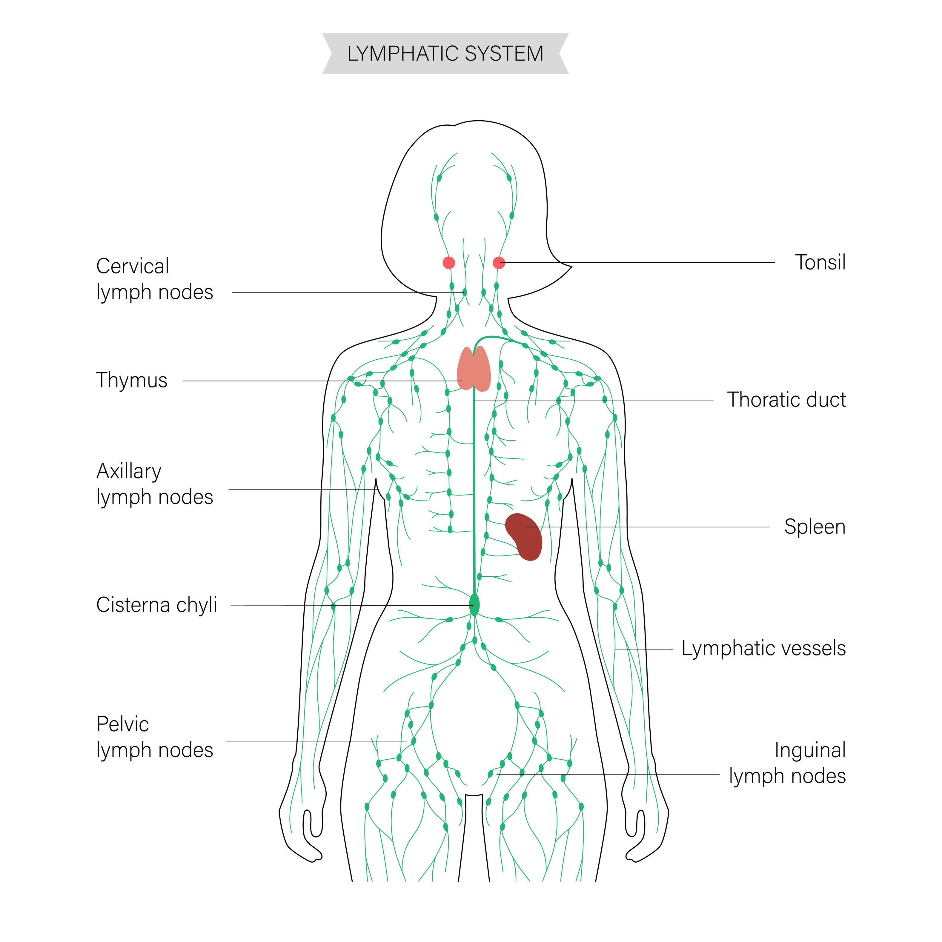 Does CBD Help The Lymphatic System or Use It?